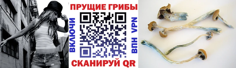 Псилоцибиновые грибы мицелий Усмань